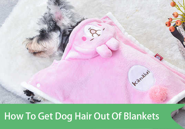 How To Get Dog Hair Out Of Blankets? 10 Ways You Must Learn