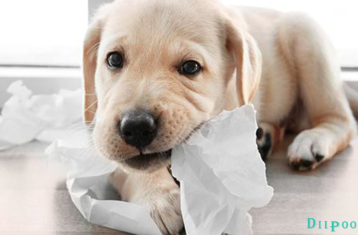 my dog chews blankets