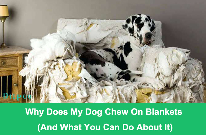 Why Does My Dog Chew On Blankets (And What You Can Do About It)